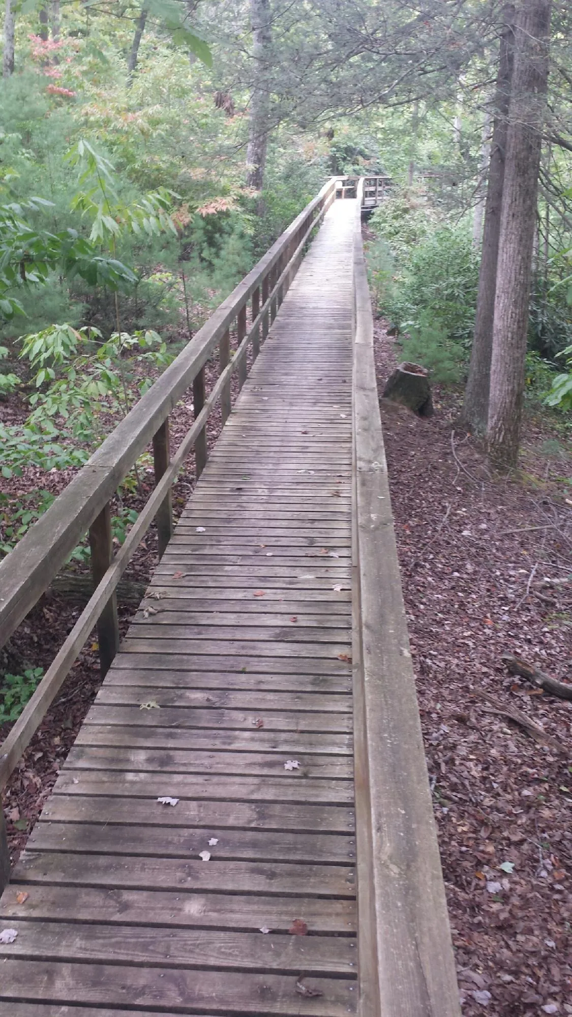 Long wood walkway with handrails built through the woods in Buffalo